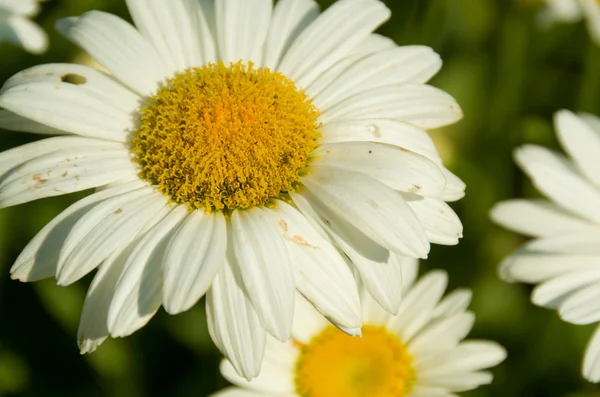 stock image White Flower