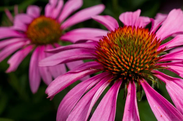 stock image Purple Flower