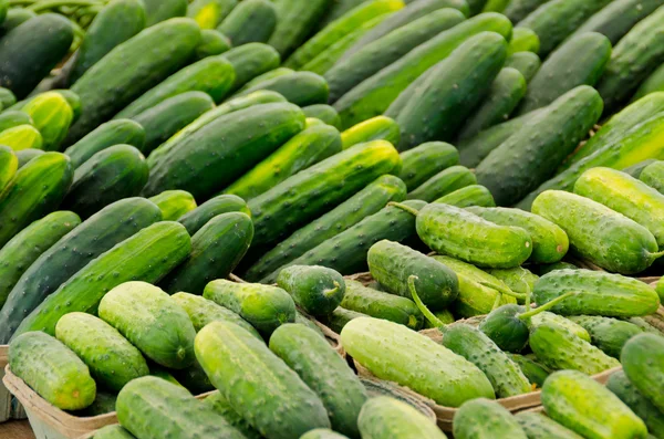 Green Cucumbers — Stock Photo, Image