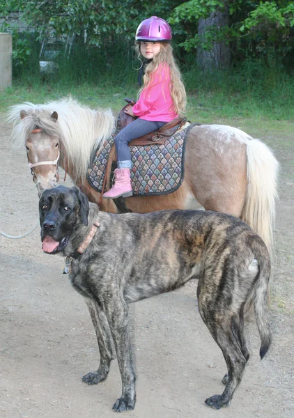 Молода дівчина на поні з гігантських мастиф собака Ліцензійні Стокові Зображення