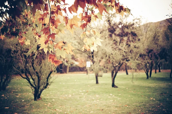Винтажная осень — стоковое фото