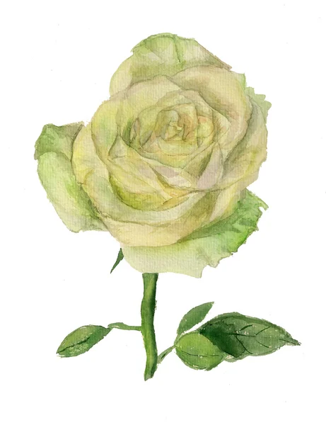 Λευκό τριαντάφυλλο — Φωτογραφία Αρχείου