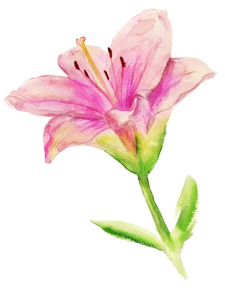 Roze lily met bladeren — Stockfoto