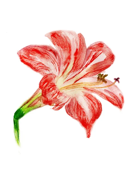 Floare roșie — Fotografie, imagine de stoc
