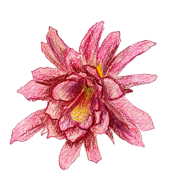 Wachsmalstift rote Blume — Stockfoto