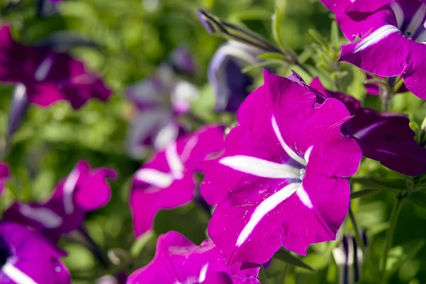 stock image Bright flowers in the nature