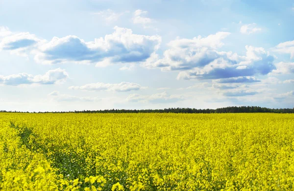 Rapeseed field on the nature — Stock Photo, Image