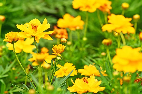 Fleurs jaunes . — Photo