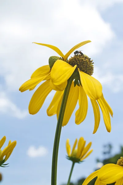 Sárga virágok:: Cosmos — Stock Fotó