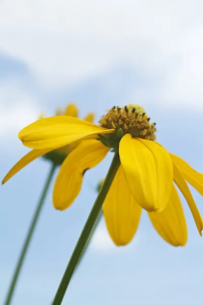 노란 꽃: 코스모스 — 스톡 사진