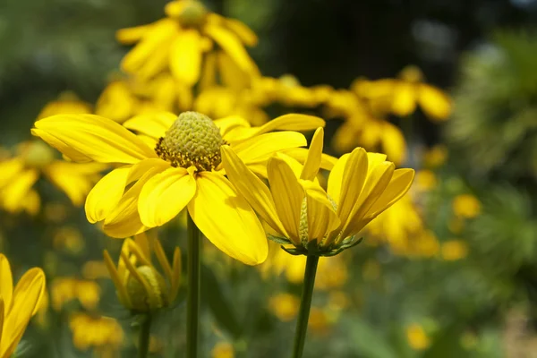 Žluté květy:: Cosmos — Stock fotografie