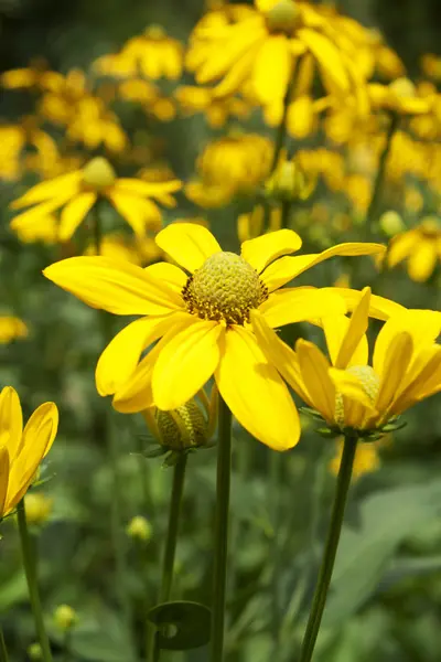 Gele bloemen:: Cosmos — Stockfoto