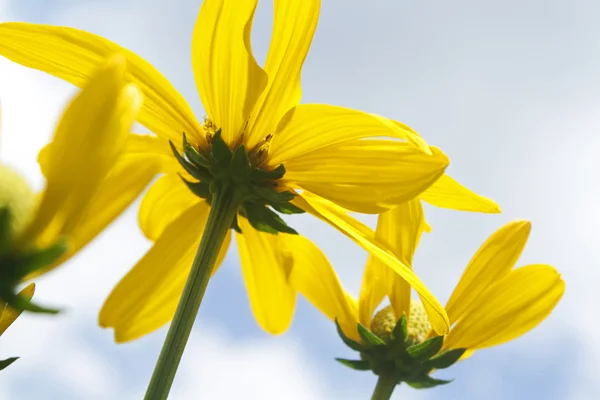Flores Amarillas:: Cosmos — Foto de Stock
