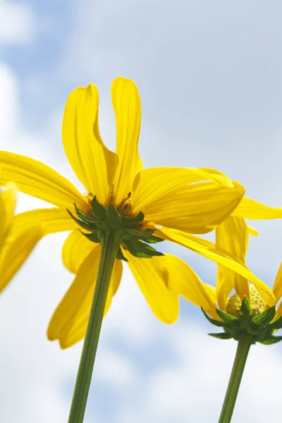 Žluté květy:: Cosmos — Stock fotografie