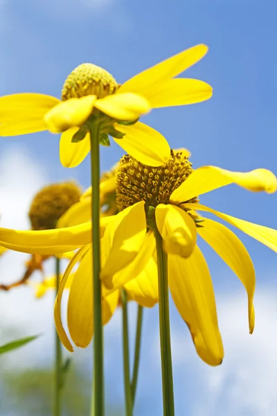 Gelbe Blüten. — Stockfoto