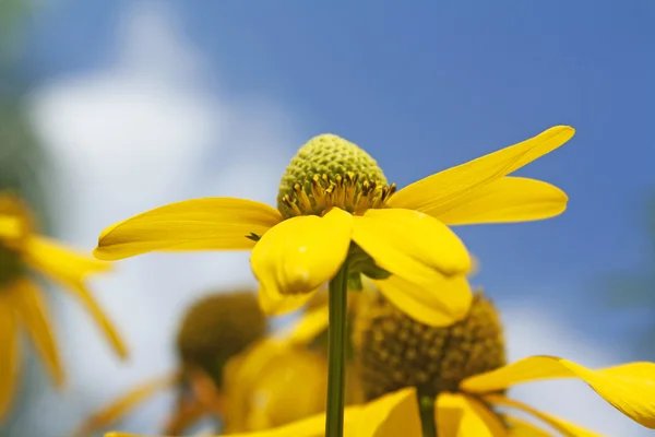 Flores amarelas . — Fotografia de Stock