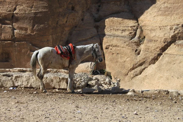 A jordániai Petra — Stock Fotó