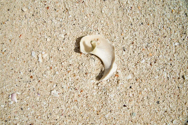 Скорлупа на песке — стоковое фото
