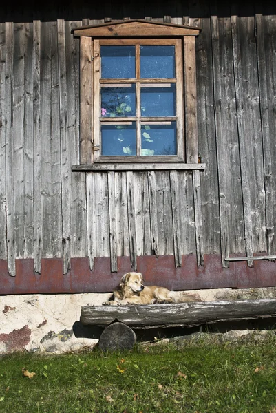 Cão no banco — Fotografia de Stock