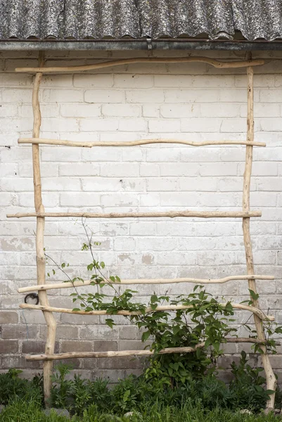 Groene klimplant plant beklimmen van een ladder, muur achtergrond — Stockfoto
