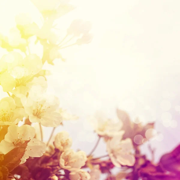 Prachtige lente bloeien — Stockfoto
