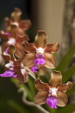 Vanda Denisoniana clipart