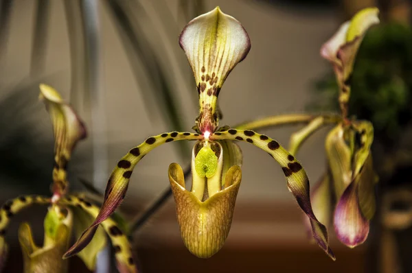 stock image Paphiopedilum Haynaldianum