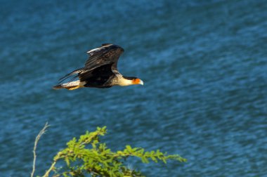 Flying Caracara clipart