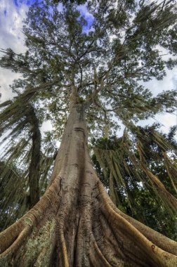 Ceiba Tree clipart