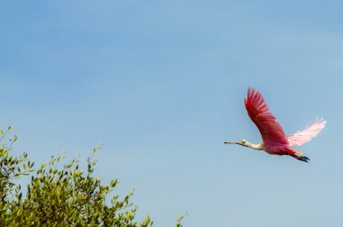 Flying Flamingo clipart