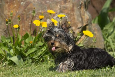 yorkshire terrier portresi. yatay olarak.