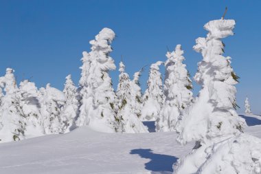 Kış görünümü kar kaplı dağ ve ağaçlar (dağlar Jeseni