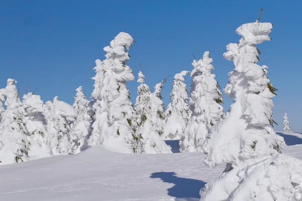 Vista de inverno da montanha coberta de neve e árvores (Montanhas Jeseni — Fotografia de Stock