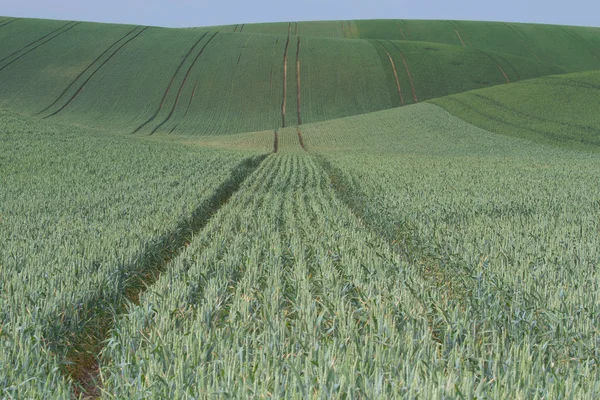 Undultaing veld met groene graan — Stockfoto