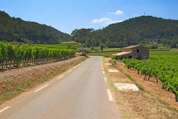 El camino por los viñedos — Foto de Stock