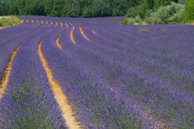 Color lavenderfield. clipart