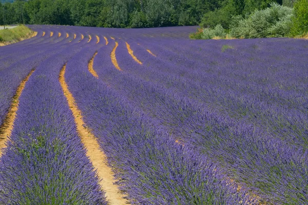 Színes lavenderfield. — Stock Fotó