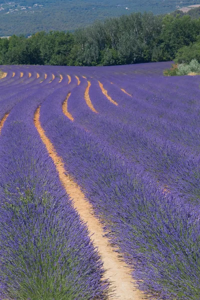 Kleur lavenderfield. — Stockfoto