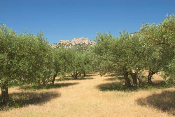 Olive trees in row. — Stock Photo, Image