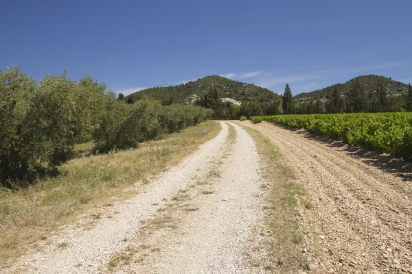 Un camino de tierra lleno de viñedos y olivos . — Foto de Stock
