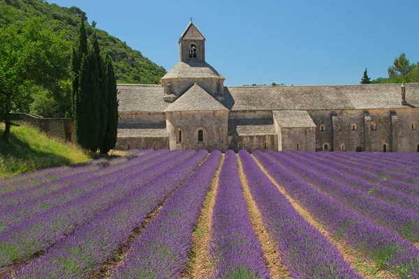 Abadía de Sénanque (Provenza, Francia) ) — Foto de Stock