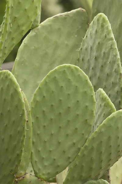 Cactus de pera espinosa en forma de corazón —  Fotos de Stock