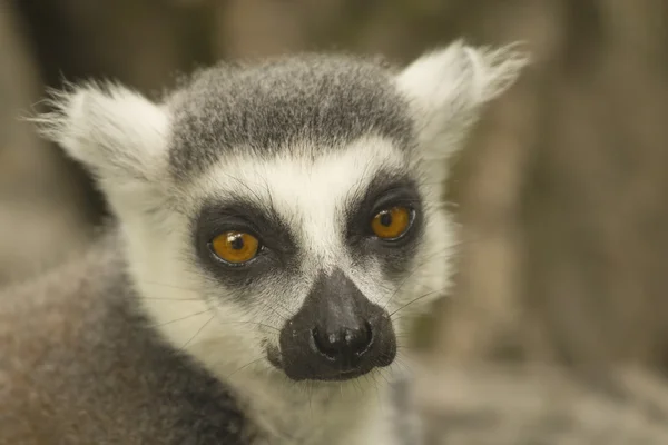 Retrato de cerca de lemur catta . — Foto de Stock