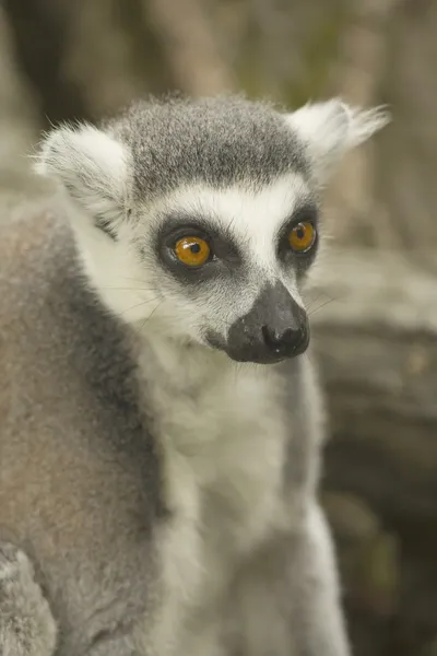 Egy közeli kép a lemur cattáról. — Stock Fotó