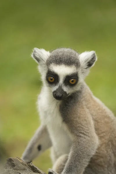 Retrato de cerca de lemur catta . — Foto de Stock