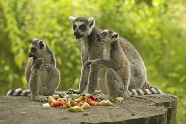 Gruppo lemure coda con cibo — Foto Stock