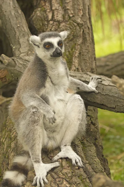 Sledoval lemur sedící na kmen stromu — Stock fotografie