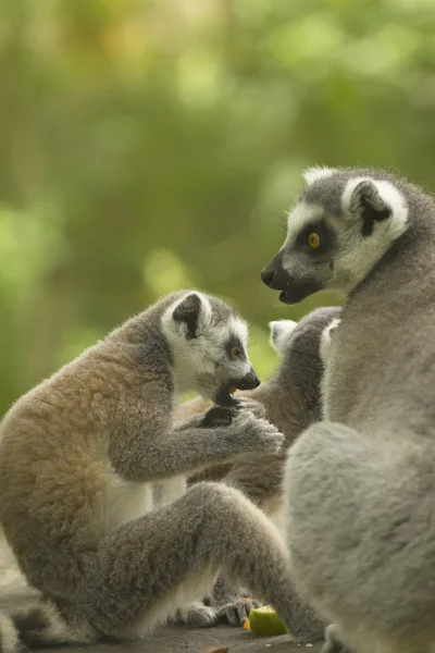 Coppia di lemuri con cibo . — Foto Stock