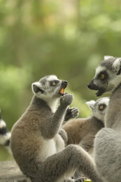 Couple de lémuriens avec de la nourriture . — Photo