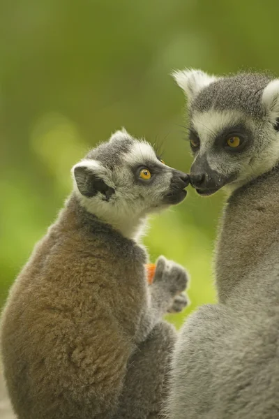 Coppia di lemuri con cibo . — Foto Stock